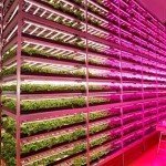 Mirai-Japan-LED-GE-industrialization-food-production-irrigation-factory-farming-EDIWeekly