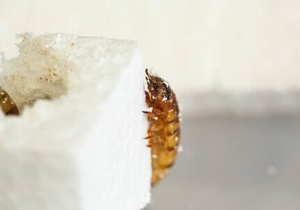Engineered-Design-Insider-Common Zophobas Morio superworm can eat through polystyreneOil-Gas-Automotive-Aerospace-Industry-Magazine Common Zophobas Morio may be a superworm capable of eating polystyrene according to researchers.